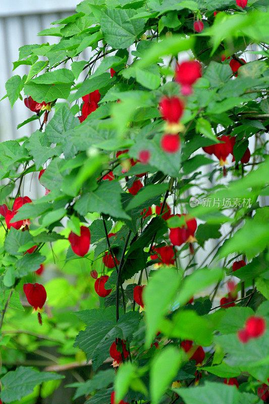 蒂罗尔灯/abutilon megapotamicum 花